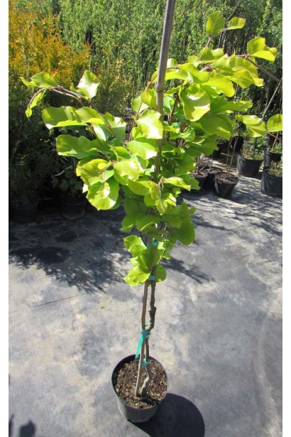 Придбати Бук лісовий Девік Голд